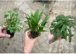 Assortiment 4x5 pots 5cm...