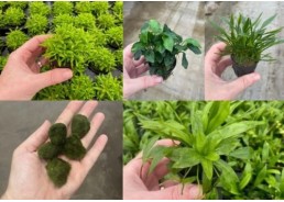 Lot 20 pots 5cm 12 nano :...