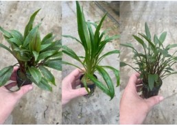 Assortiment Cryptocoryne...