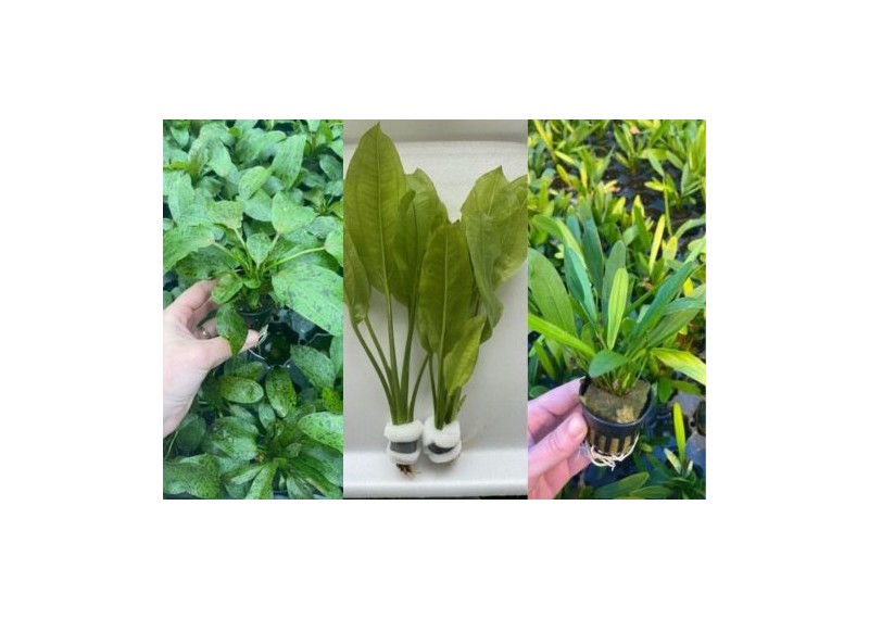 Lot 20 pots 5cm 8 : avec echinodorus