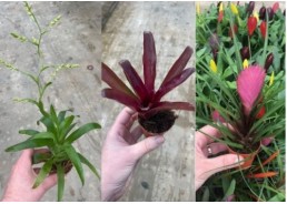 Assortiment 4x5 pots 5cm...