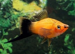 Xipho wagtail marigold