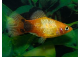 Platy mickey sunset