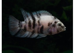 Amatitlania nigrofasciatum...