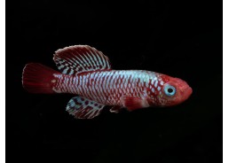 Nothobranchius eggersi (mâle)