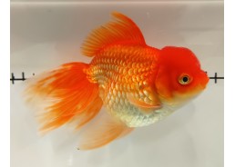 Japonais sur photo 30 (17 cm)