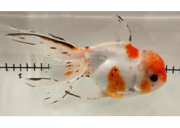 Japonais sur photo 31 (17,5...