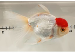 Japonais sur photo 32 (16 cm)