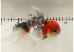 Japonais sur photo 34 (17 cm)