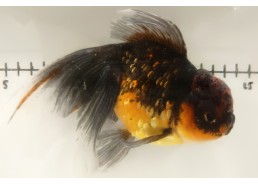 Japonais sur photo 39 (17,5...