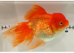 Japonais sur photo 43 (16 cm)