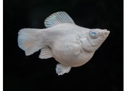 M. ballon shortbody...